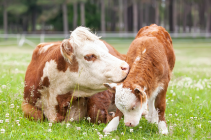 RKW-Products-Industry-silage-film