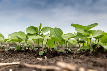 RKW-Products-Industry-early-harvest-film2